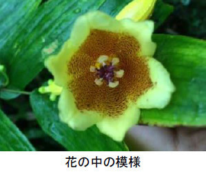 【六甲高山植物園】山里の貴婦人「キイジョウロウホトトギス」が見頃を迎えました！