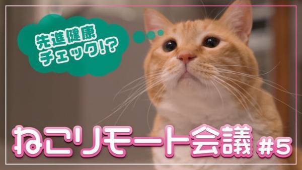 大好評！明治安田生命オリジナルYouTube番組【明治安田TUBE】第五弾【ねこ衝撃】先進的な健康チェックって！？　ねこリモート会議#5「先進健康測定機器って、はんぱにゃ～い！」篇を配信開始！