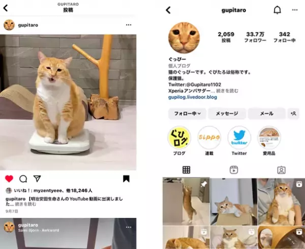 大好評！明治安田生命オリジナルYouTube番組【明治安田TUBE】第五弾【ねこ衝撃】先進的な健康チェックって！？　ねこリモート会議#5「先進健康測定機器って、はんぱにゃ～い！」篇を配信開始！