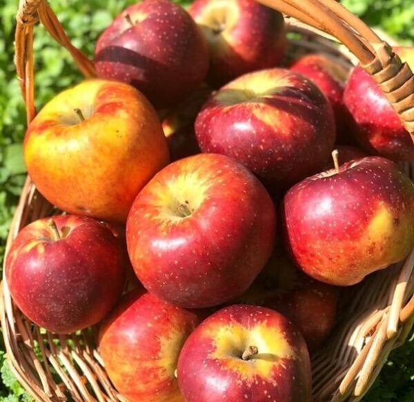 果樹園が作った体に優しいおやつ「蜜りんご」が新発売！椰子の蜜で作ったノンシュガー＆農薬不使用のりんごを使用