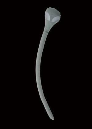 ペピイは、スーパーミステリー・マガジン月刊「ムー」にて初の「公認猫グッズ」を2022年10月6日に数量限定で発売