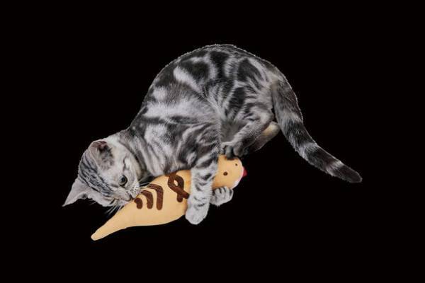 ペピイは、スーパーミステリー・マガジン月刊「ムー」にて初の「公認猫グッズ」を2022年10月6日に数量限定で発売