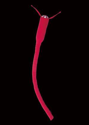 ペピイは、スーパーミステリー・マガジン月刊「ムー」にて初の「公認猫グッズ」を2022年10月6日に数量限定で発売