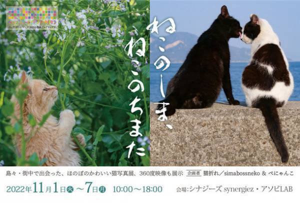 大分県別府市にて「ねこのしま、ねこのちまた」写真展を開催　VRヘッドセットで視聴する360度動画も展示！