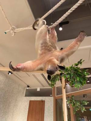 “人と動物の未来”を考える都市型ふれあい動物園「動物たちが暮らす森 アニミル」お台場にグランドオープン