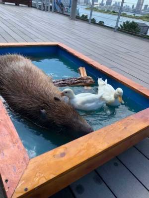 “人と動物の未来”を考える都市型ふれあい動物園「動物たちが暮らす森 アニミル」お台場にグランドオープン