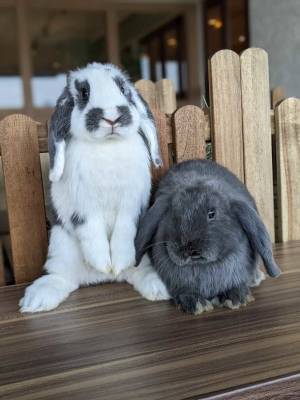 “人と動物の未来”を考える都市型ふれあい動物園「動物たちが暮らす森 アニミル」お台場にグランドオープン