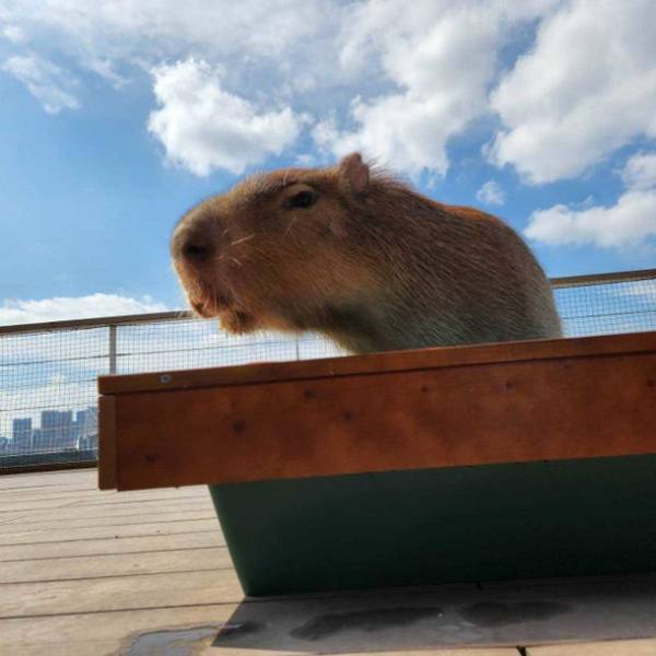 “人と動物の未来”を考える都市型ふれあい動物園「動物たちが暮らす森 アニミル」お台場にグランドオープン