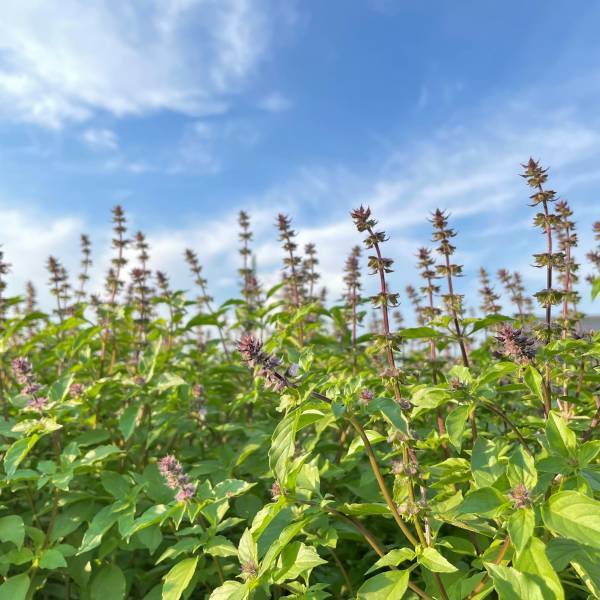 ～　母なるびわ湖で、心と身体を整える　～「megumiヨガクルーズ」