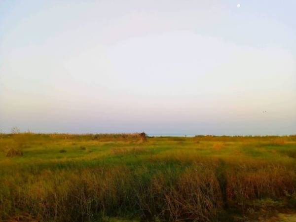 企業のSDGs貢献活動に「モリンガオーナー制度」始動　会員企業募集を10月13日開始　～植樹を通じてカーボンオフセットへ寄与～