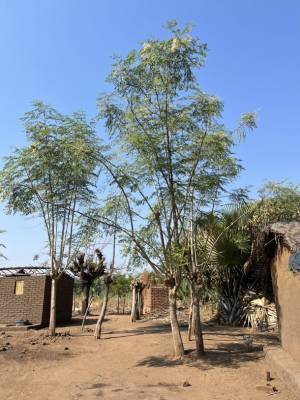 企業のSDGs貢献活動に「モリンガオーナー制度」始動　会員企業募集を10月13日開始　～植樹を通じてカーボンオフセットへ寄与～