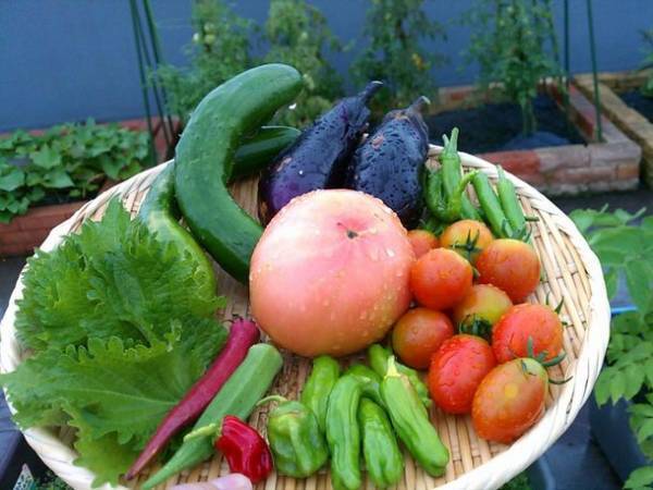 廃棄衣料や布切れをリサイクルした土壌「EcoTTI(エコッティ)」をCAMPFIREにて予約販売を開始