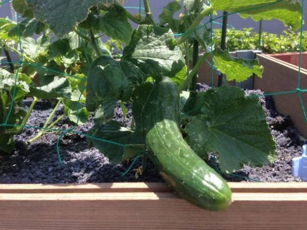 廃棄衣料や布切れをリサイクルした土壌「EcoTTI(エコッティ)」をCAMPFIREにて予約販売を開始