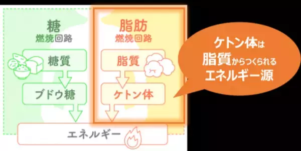 ＜「MCTプラス・コンソーシアム」第4回メディアセミナー開催＞　太りやすい人・太りにくい人、その差は「ケトン体」にある！？