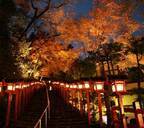～ 秋の夜空を彩る紅葉のライトアップ ～11月5日（土）～27日（日）に「京の奥座敷・貴船もみじ灯篭」 を開催します