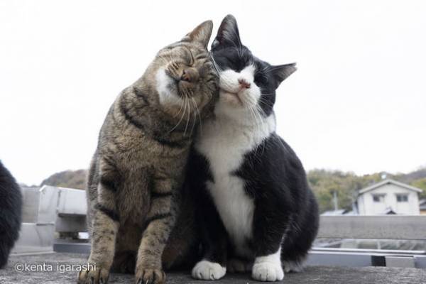 累計発行部数5万部越え、飛び猫シリーズ新刊「飛び猫　にゃんこ島編」が10月19日に発売