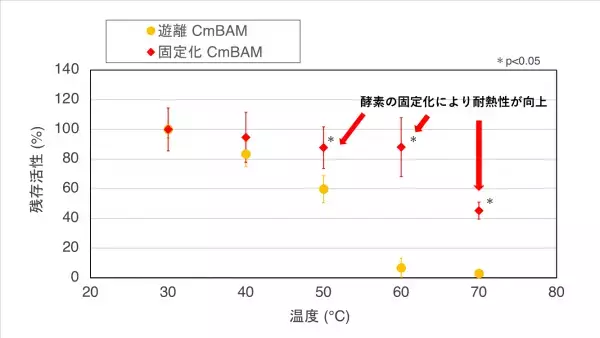 熱安定性の高いユニークなアミラーゼを発見固定化による酵素の安定性向上にも成功