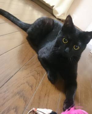 山本恵莉子 新曲『猫には理想の恋がある』10月14日より配信開始　楽曲収益の一部を一般社団法人全国キャットクラブに寄付