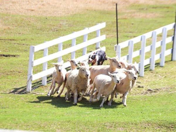 広い丘を一気に爆走！羊と牧羊犬による「シープドッグショー」が大阪・ハーベストの丘にて10月16日(日)より開催！