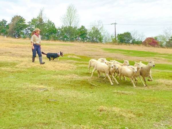 広い丘を一気に爆走！羊と牧羊犬による「シープドッグショー」が大阪・ハーベストの丘にて10月16日(日)より開催！