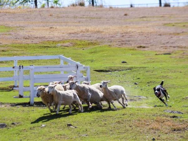 広い丘を一気に爆走！羊と牧羊犬による「シープドッグショー」が大阪・ハーベストの丘にて10月16日(日)より開催！