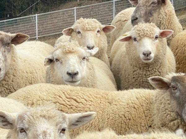 広い丘を一気に爆走！羊と牧羊犬による「シープドッグショー」が大阪・ハーベストの丘にて10月16日(日)より開催！