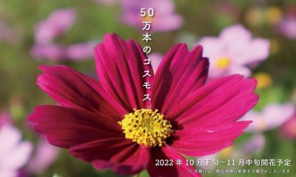 広い丘を一気に爆走！羊と牧羊犬による「シープドッグショー」が大阪・ハーベストの丘にて10月16日(日)より開催！