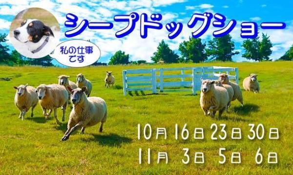 広い丘を一気に爆走！羊と牧羊犬による「シープドッグショー」が大阪・ハーベストの丘にて10月16日(日)より開催！