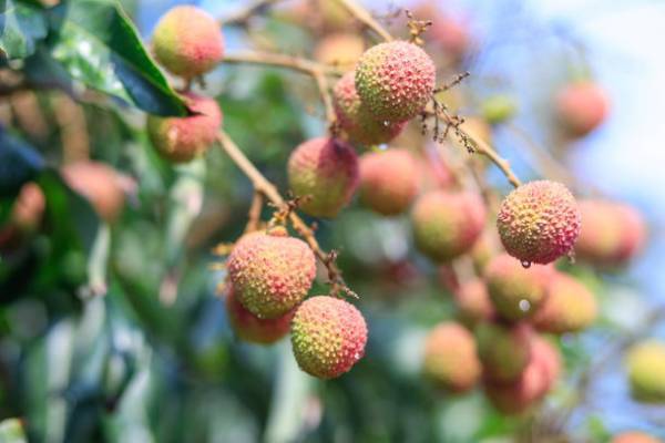 美肌・カラダづくりをサポート生ライチのブランド『Sofru』が誕生。ブランドサイトオープン