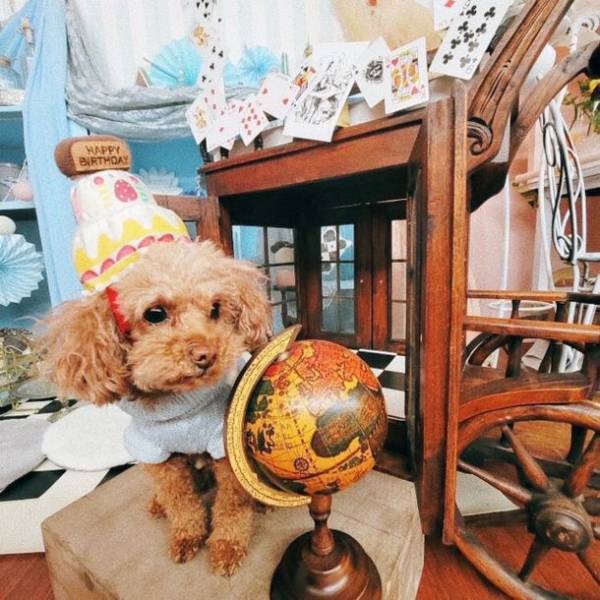 ワンちゃんホテル2周年キャンペーン開催！湘南鎌倉クリスタルホテルが11月限定で「ワンちゃん宿泊料 無料キャンペーン」を実施