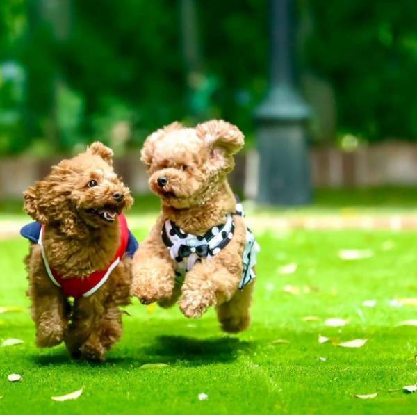 ワンちゃんホテル2周年キャンペーン開催！湘南鎌倉クリスタルホテルが11月限定で「ワンちゃん宿泊料 無料キャンペーン」を実施