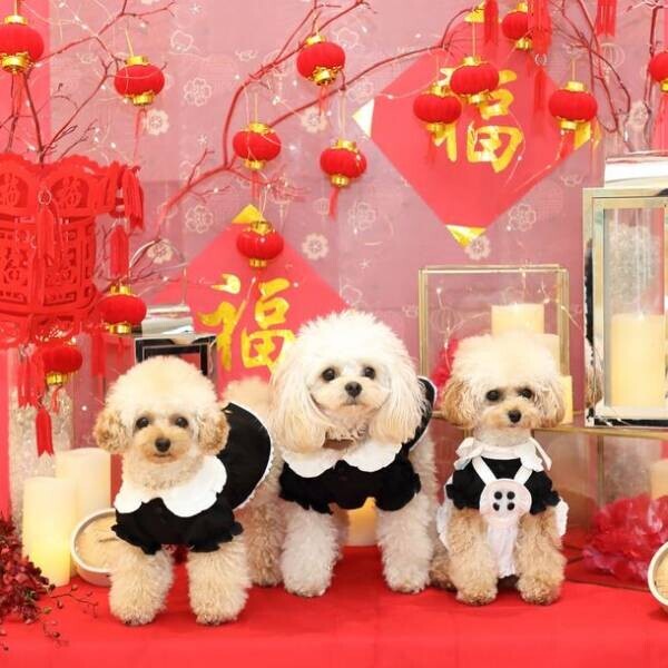 愛犬と一緒に食欲の秋を！湘南鎌倉クリスタルホテルが10月29・30日に飲茶と香港グルメを満喫できる「愛犬と一緒に飲茶フェア」を実施。開催の2日前まで予約を受付