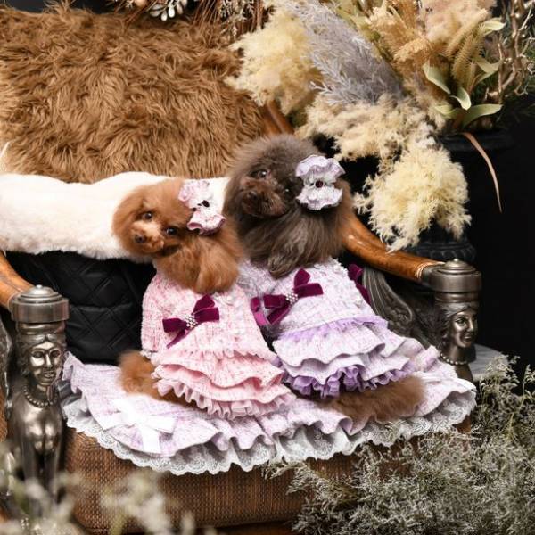 代官山T-SITEで、1日中人と犬が楽しめる！11/20(日)「Happy Dog Day」開催