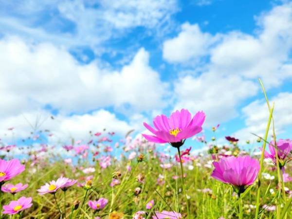 秋空の下、風に揺らぐコスモスに囲まれる　堺・緑のミュージアム　ハーベストの丘にて10月下旬～11月中旬頃「50万本のコスモス」が開花予定