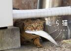猫が魚をくわえた写真集「どら猫」が10月19日に発売