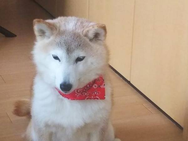 緑内障の愛犬・豆柴茶々を助けるための手術費をクラウドファンディングで支援募集！