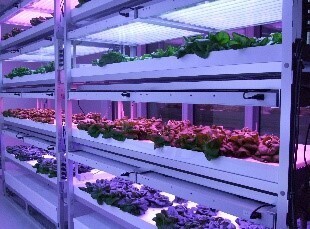 明治大学植物工場基盤技術研究センターが10周年記念事業 公開講座「食料問題に対応する新しい野菜生産の形-植物工場の現状と未来-」を１１月５日(土）に駿河台キャンパスで開催