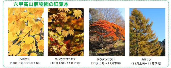 六甲高山植物園 一足早く「紅葉」が見頃！夜間イベント「ひかりの森～夜の芸術散歩～」も開催中