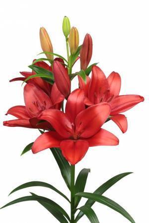 赤いLAユリの新品種の命名式が10月28日に開催　プロサッカー選手 小野伸二選手を称え「Shinji Ono」と命名！