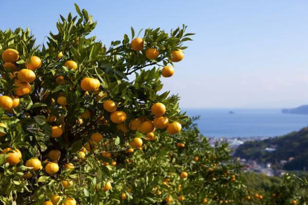静岡県伊東市で「温州みかん狩り」を10/1～1/31開催　一人500円で旬のみかんが食べ放題！