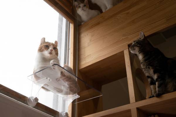 吸盤式で簡単取付け！窓用キャットステップが11月1日発売　窓辺の猫ちゃんのムッチリおなかと肉球がまる見え