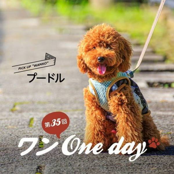 セルフ写真館PICmii出張ブース「PICmii Pets」　ペットとの家族写真もセルフ写真で自由に撮影　10月30日(日)湘南T-SITE「ワン One day！」に出店