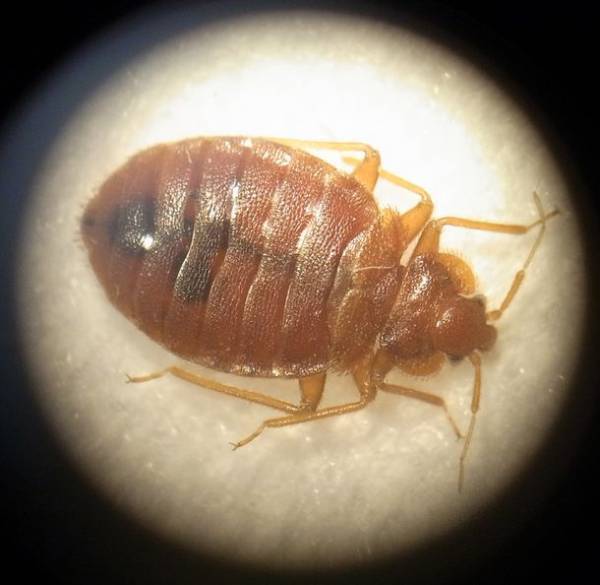 トコジラミ探知犬「ララ」デビュー！鋭い嗅覚を活かして害虫を発見する探知犬が活躍中！