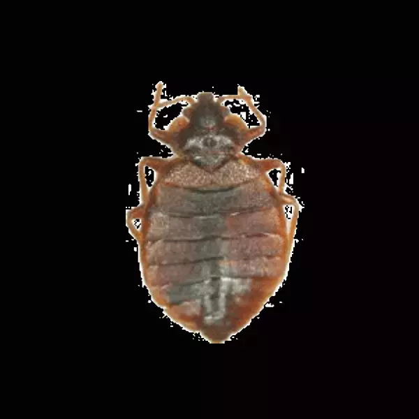 トコジラミ探知犬「ララ」デビュー！鋭い嗅覚を活かして害虫を発見する探知犬が活躍中！