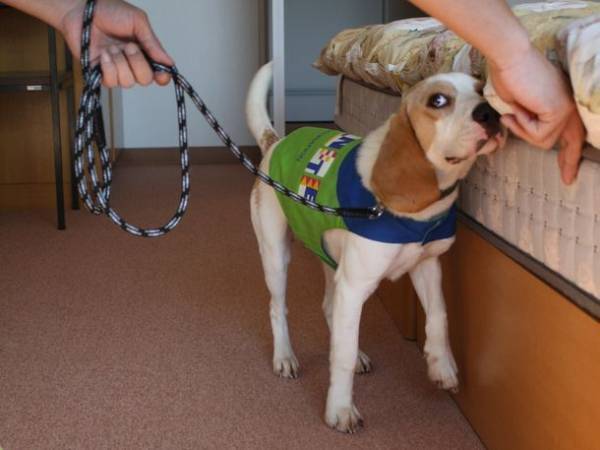 トコジラミ探知犬「ララ」デビュー！鋭い嗅覚を活かして害虫を発見する探知犬が活躍中！