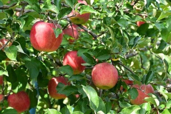 「ひろさきりんご収穫祭」りんご公園で11月5～6日に開催！飲食ブースの出店やお菓子作りなどの体験イベントを多数ご用意
