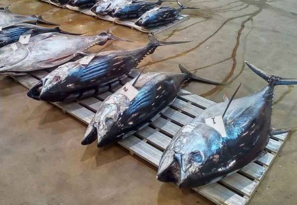 食材の宝庫千葉が誇る、秋～冬のグルメ特集！「千葉ブランド水産物フェア」など水産物イベントが開催