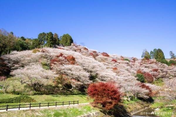 まもなく愛知県豊田市の紅葉が見頃に！ツーリズムとよたHPで「とよたの紅葉・見頃情報2022」を公開