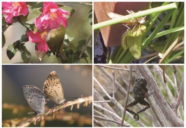 都会のオアシス「新・里山」で“生物多様性”を体感～様々な事業を紹介する「積水ハウス ストーリー」の最新情報を公開～