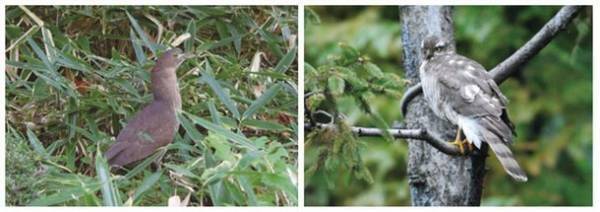 都会のオアシス「新・里山」で“生物多様性”を体感～様々な事業を紹介する「積水ハウス ストーリー」の最新情報を公開～